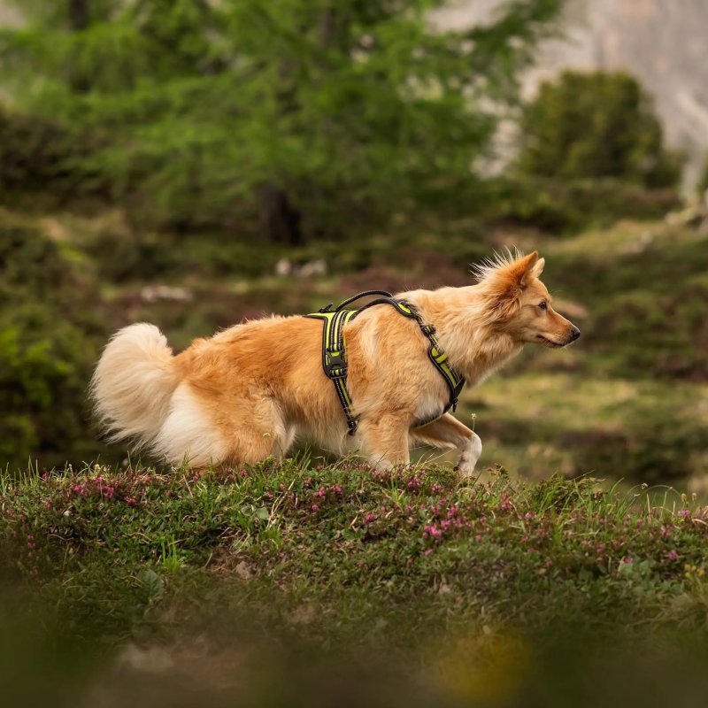 Axaeco 4 Season Fit Harness pettorina svedese