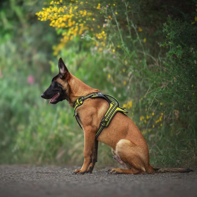 Axaeco 4 Season Fit Harness pettorina svedese