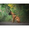 Axaeco 4 Season Fit Harness pettorina svedese