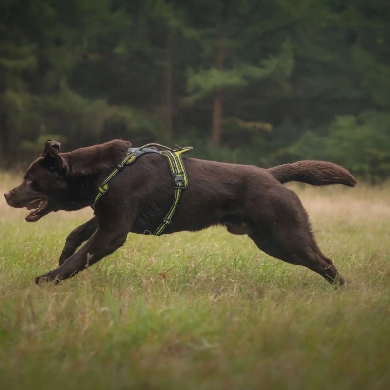 Axaeco 4 Season Fit Harness pettorina svedese