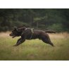 Axaeco 4 Season Fit Harness pettorina svedese