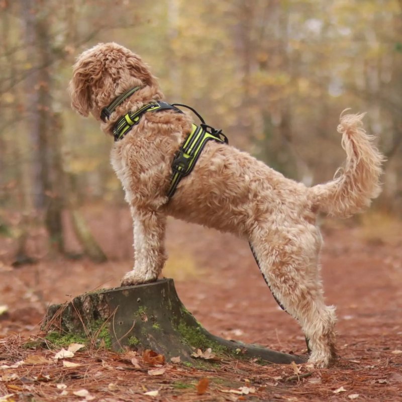 Axaeco 4 Season Fit Harness pettorina svedese