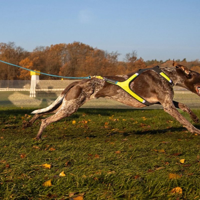 Axaeco X Run imbracatura per canicross