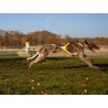 Axaeco X Run imbracatura per canicross