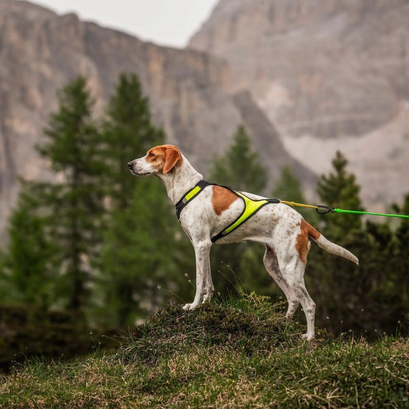 Axaeco X Run imbracatura per canicross