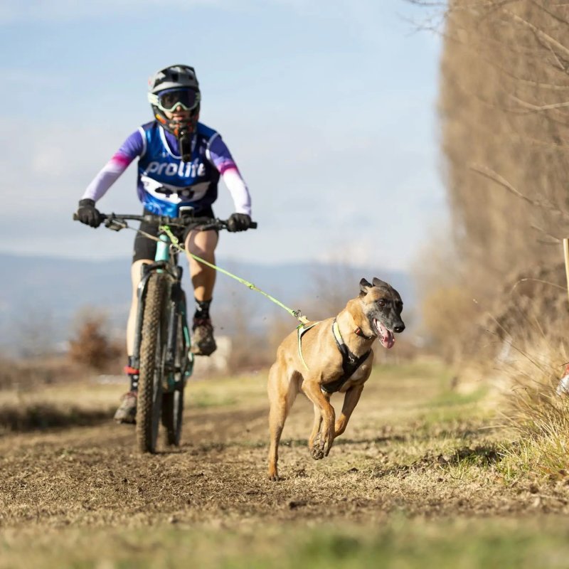 Axaeco X Run imbracatura per canicross