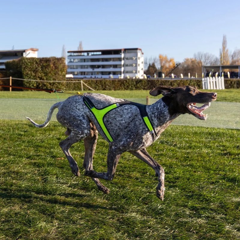 Axaeco X Run imbracatura per canicross