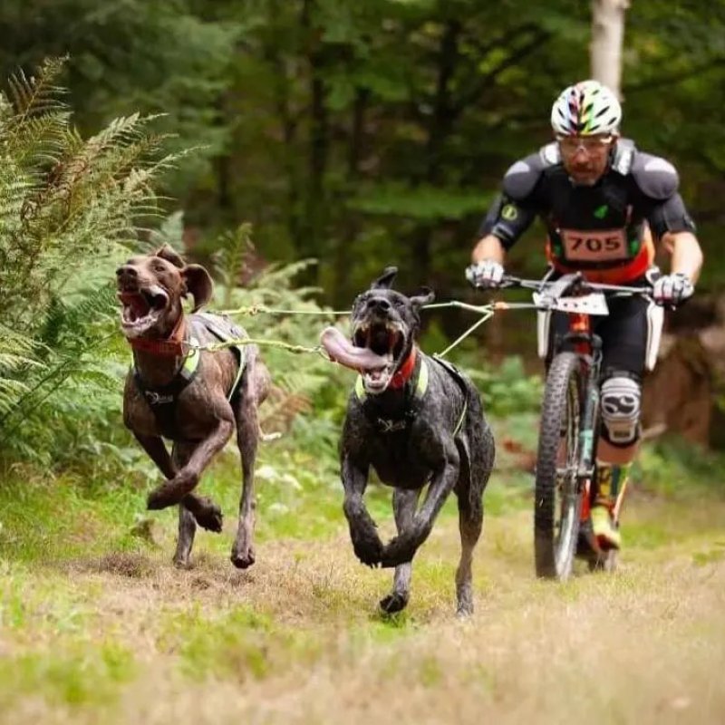 Axaeco X Run imbracatura per canicross