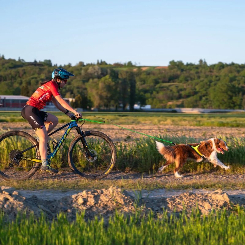 Axaeco X Run imbracatura per canicross
