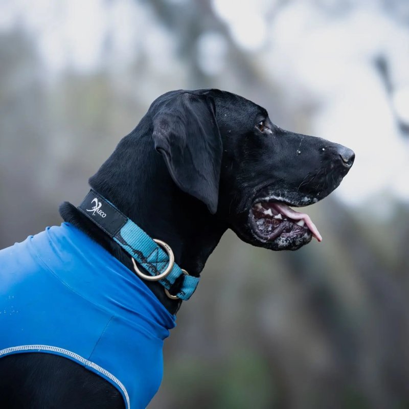 Axaeco Collare Sleddog
