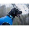 Axaeco Collare Sleddog