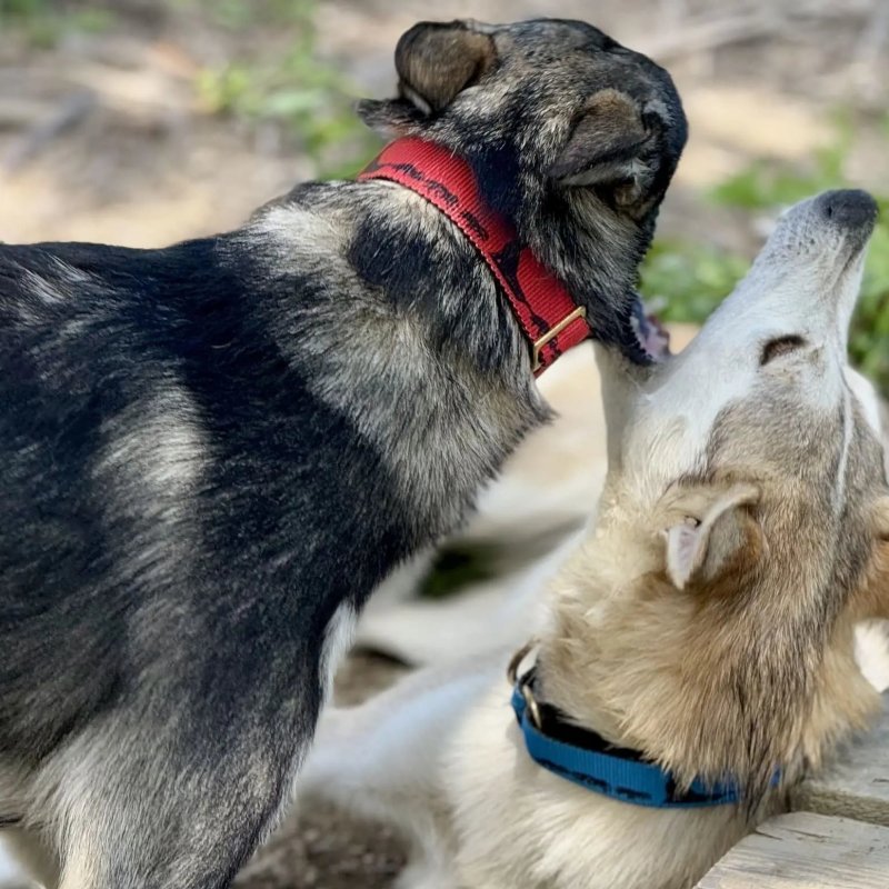 Axaeco Collare Sleddog
