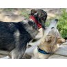 Axaeco Collare Sleddog