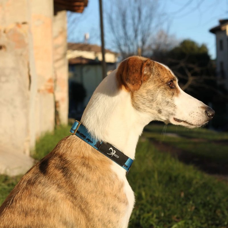 Axaeco Collare Sleddog