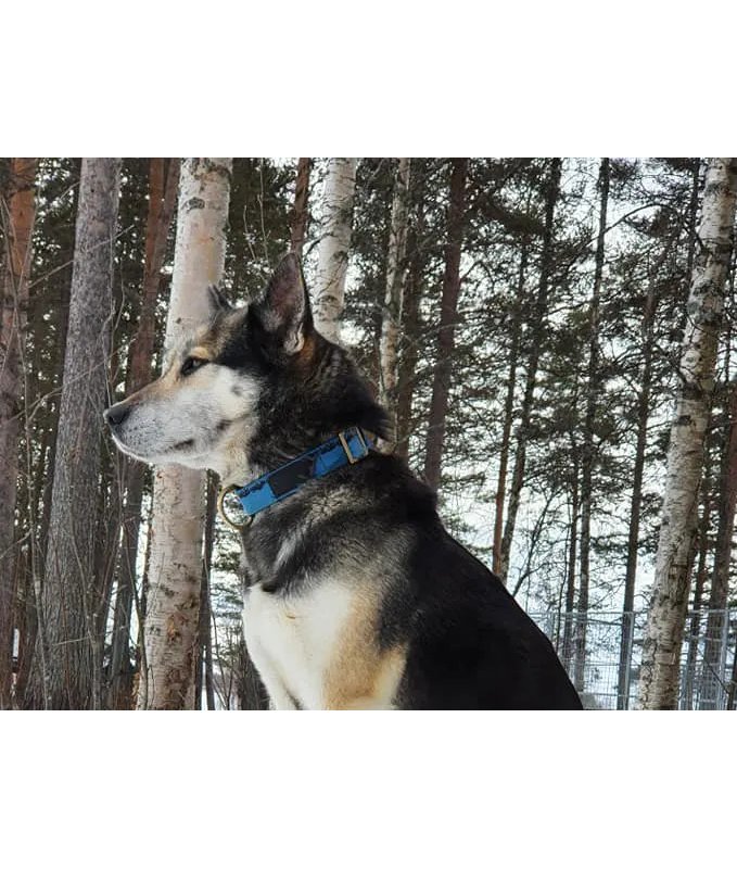 Axaeco Collare Sleddog
