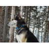 Axaeco Collare Sleddog