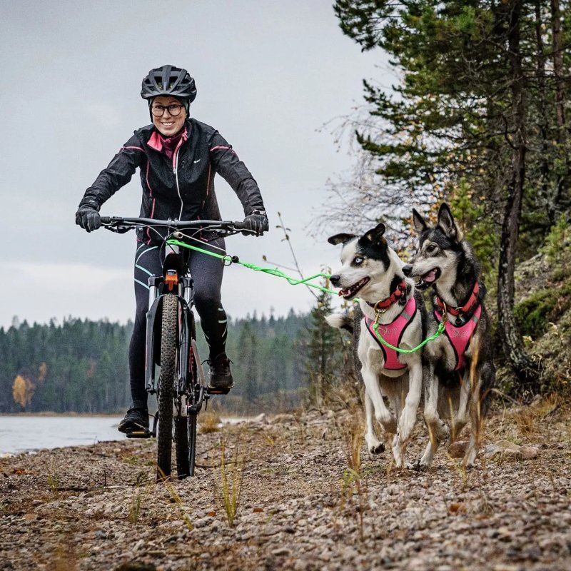 Axaeco Collare Sleddog