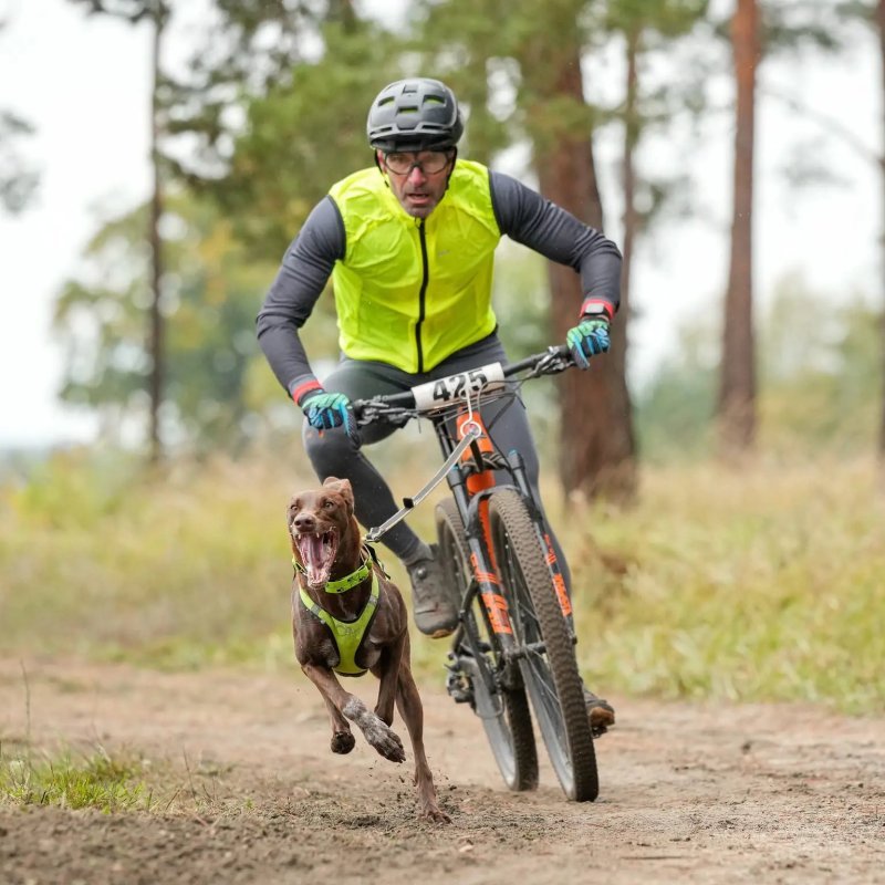 Axaeco Collare Sleddog Reflex