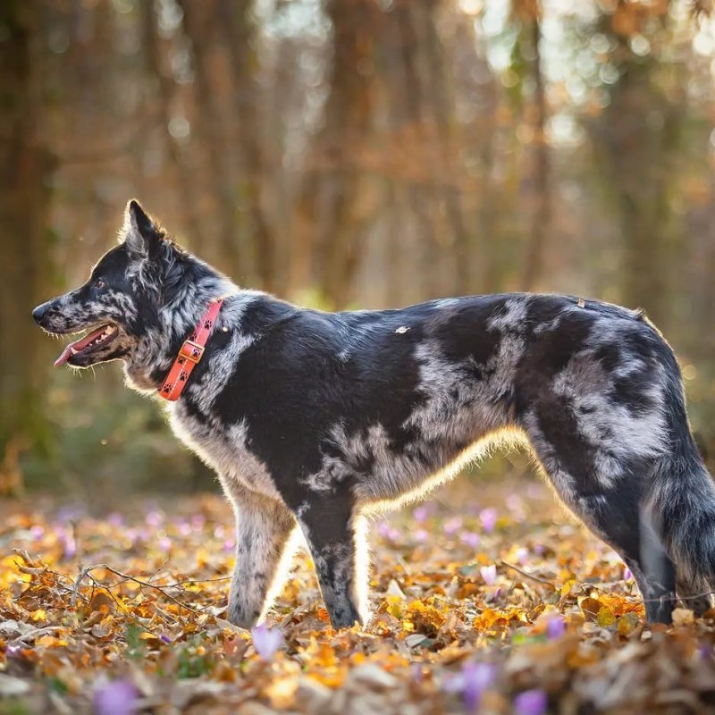 Axaeco Collare Sleddog Reflex
