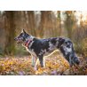 Axaeco Collare Sleddog Reflex