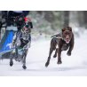 Axaeco Collare Sleddog Reflex