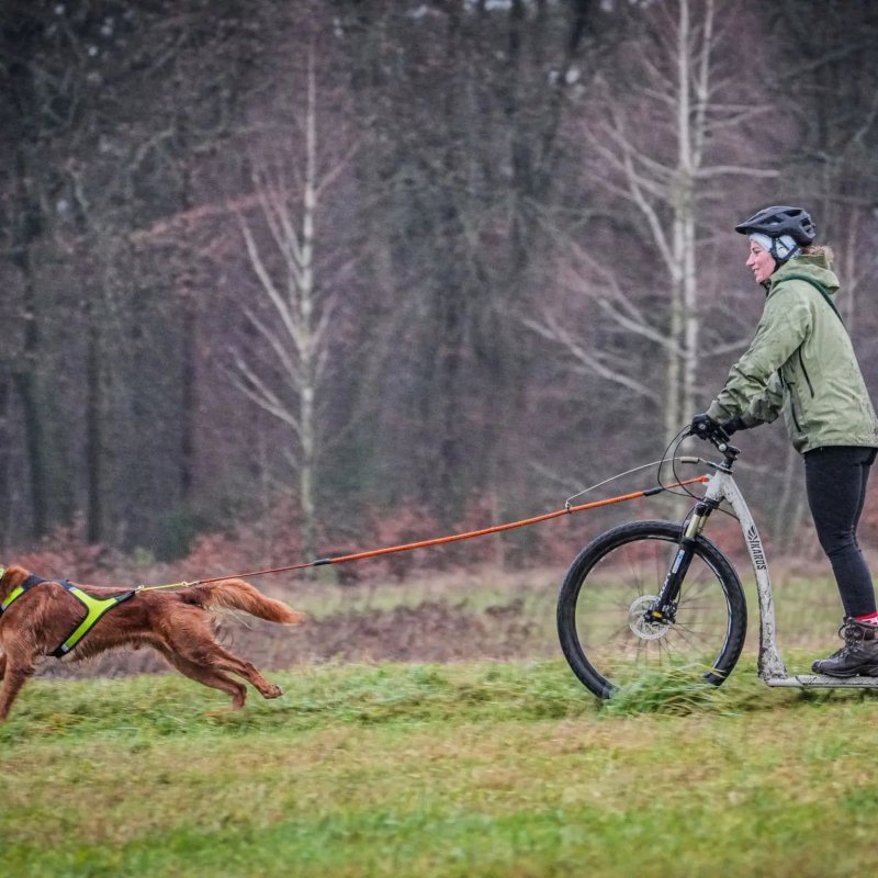 Axaeco Collare Sleddog Reflex