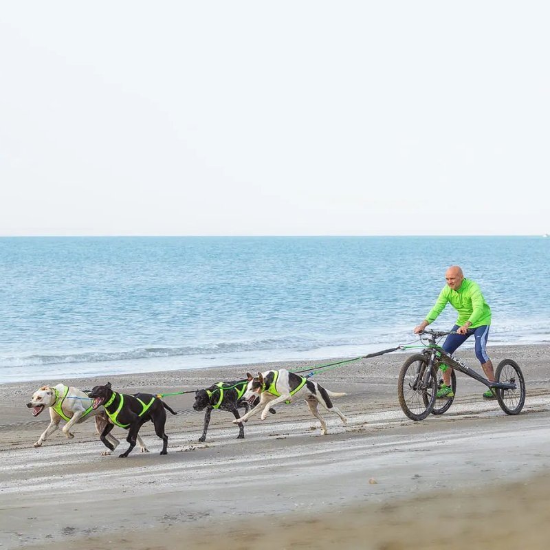 Axaeco Collare Sleddog Reflex