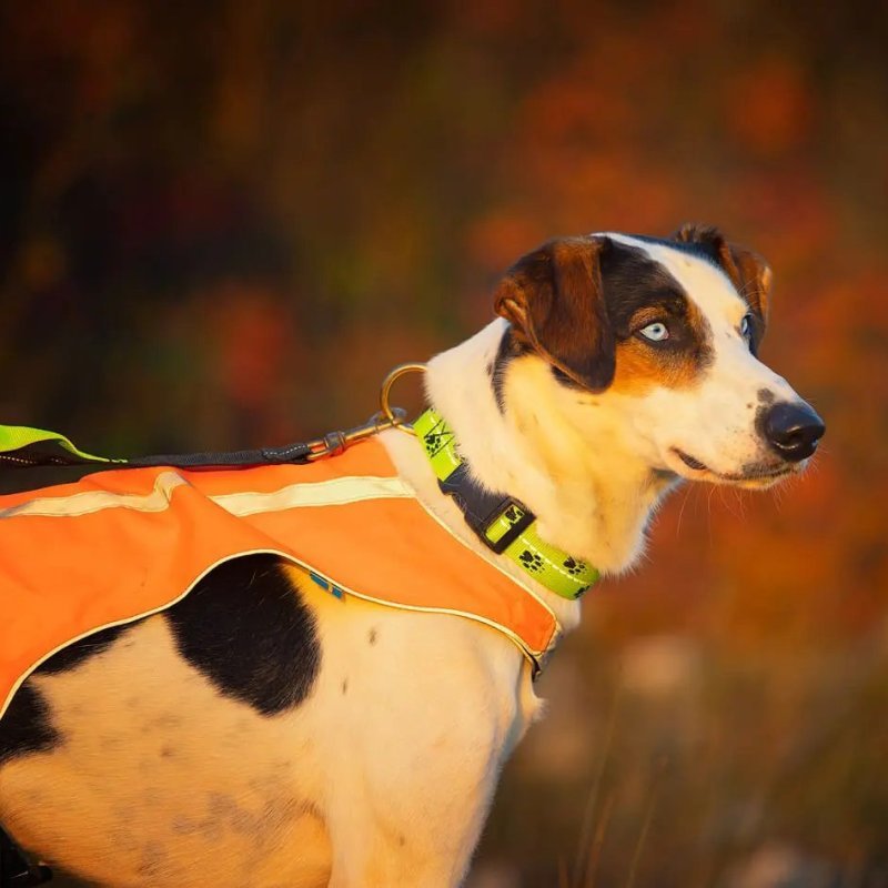 Axaeco Collare Sleddog Reflex Click