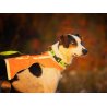 Axaeco Collare Sleddog Reflex Click