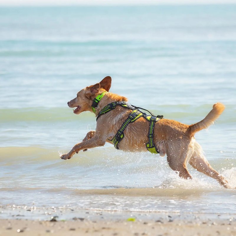 Axaeco Collare Sleddog Reflex Click