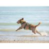 Axaeco Collare Sleddog Reflex Click