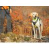 Axaeco Collare Sleddog Reflex Click