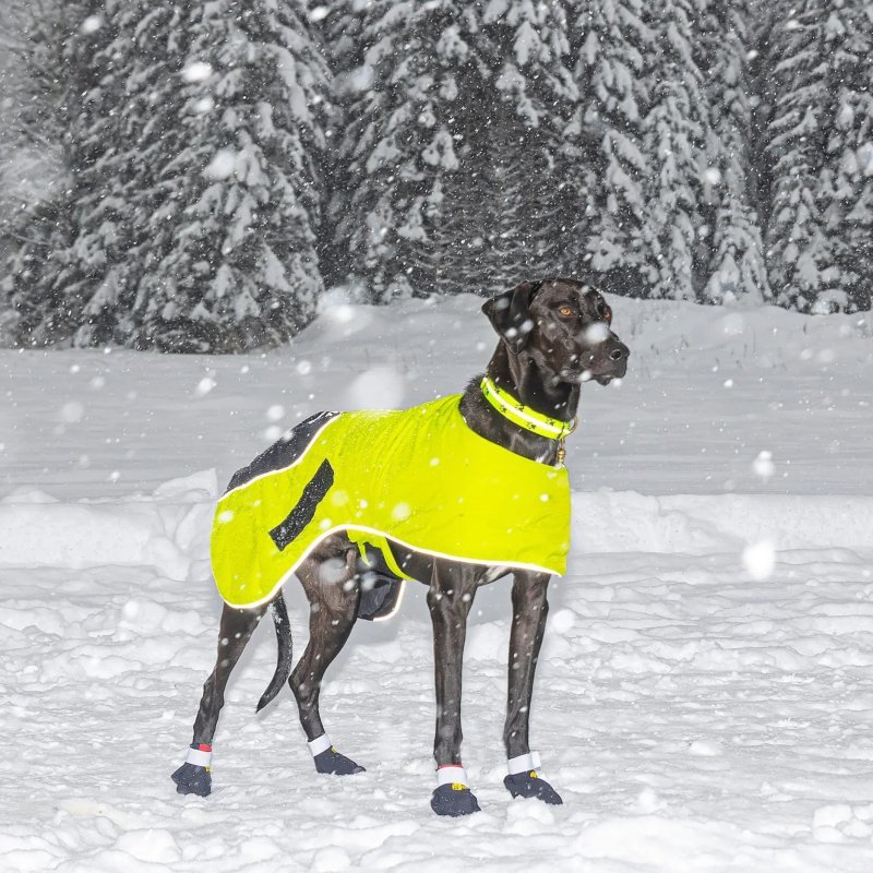 Axaeco Collare Sleddog Reflex Click