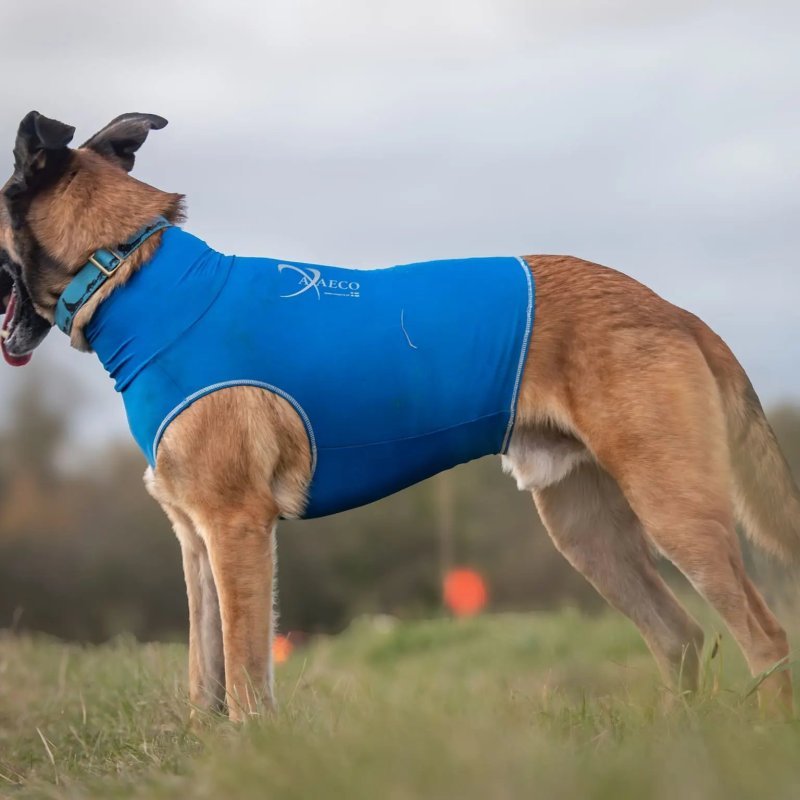 Axaeco Collare Sleddog Click