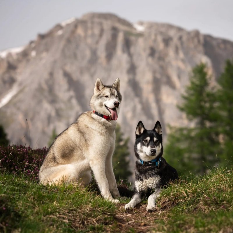 Axaeco Collare Sleddog Click