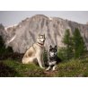 Axaeco Collare Sleddog Click