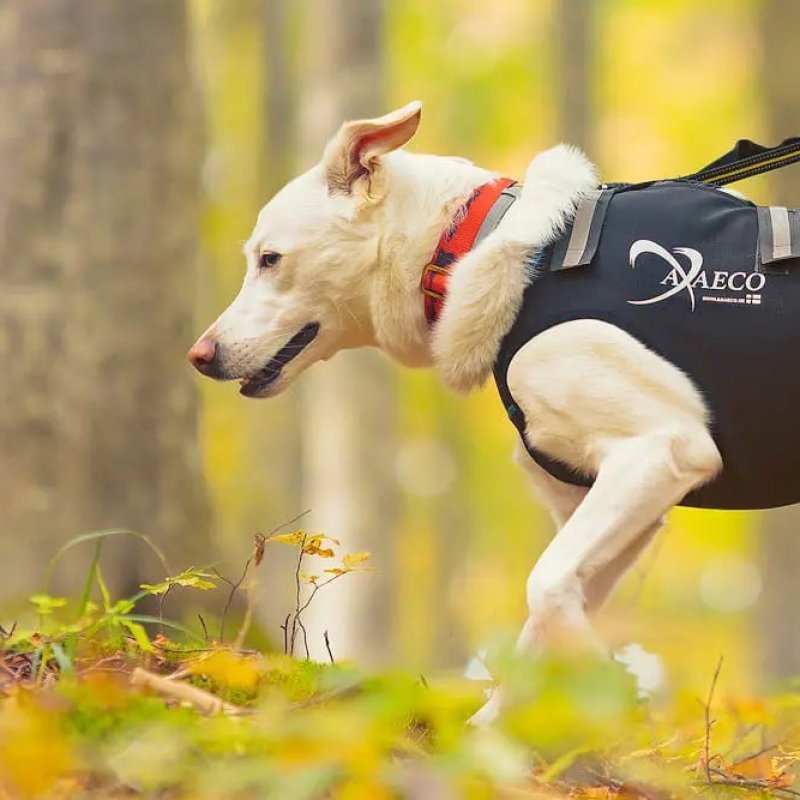Axaeco Collare Sleddog Click