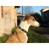 Axaeco Collare Sleddog Click