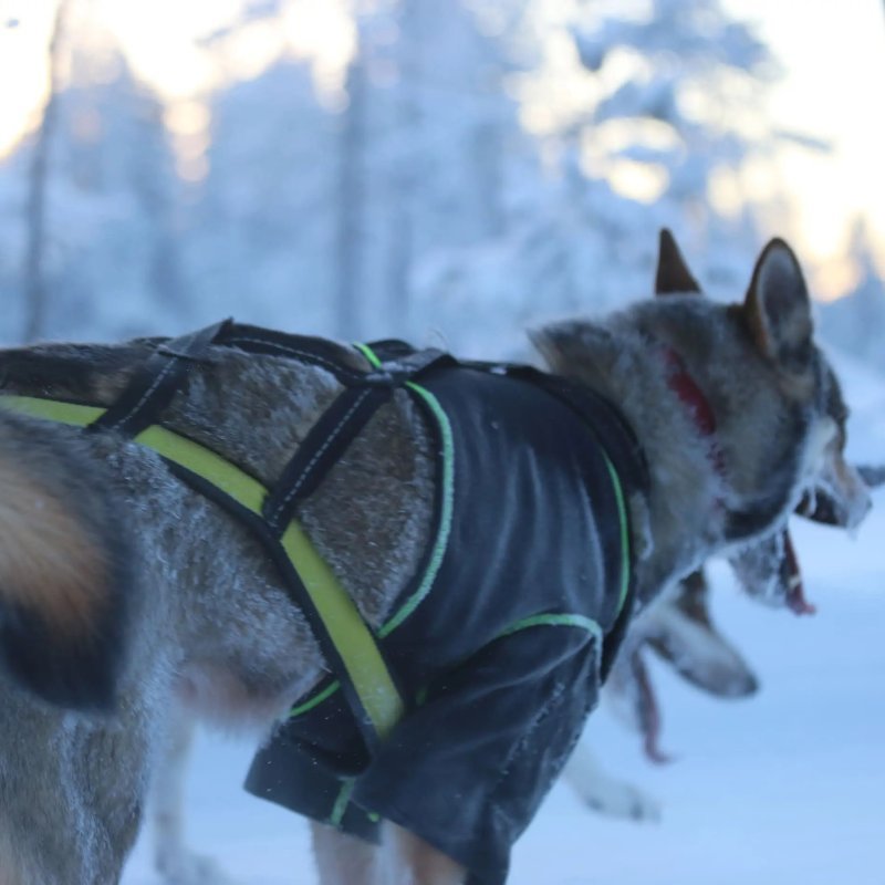 Axaeco T-Shirt Protettiva per cane