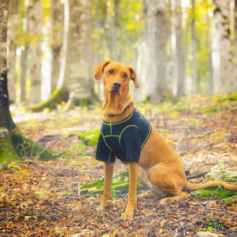 Axaeco T-Shirt Protettiva per cane