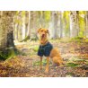 Axaeco T-Shirt Protettiva per cane