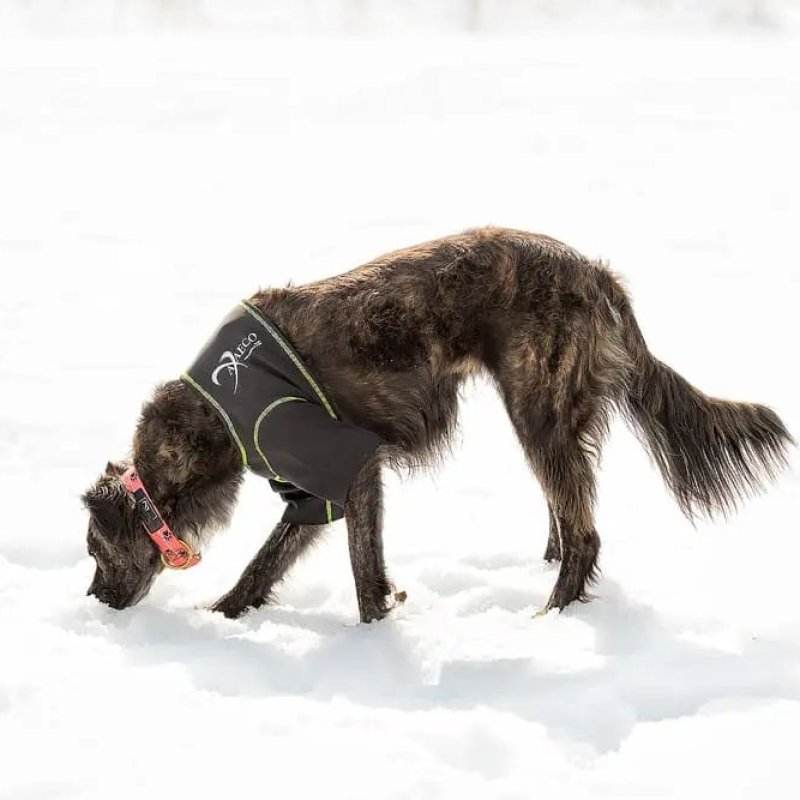Axaeco T-Shirt Protettiva per cane