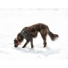 Axaeco T-Shirt Protettiva per cane
