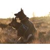 Axaeco T-Shirt Protettiva per cane
