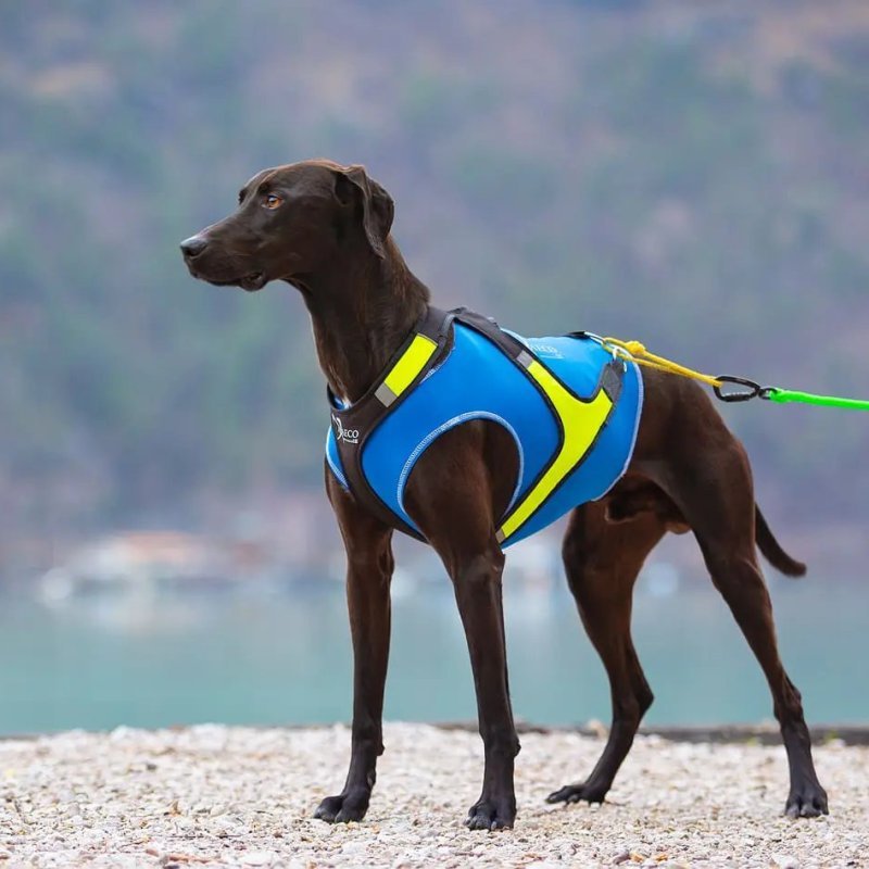 Axaeco Gilet All-Rounder per cane