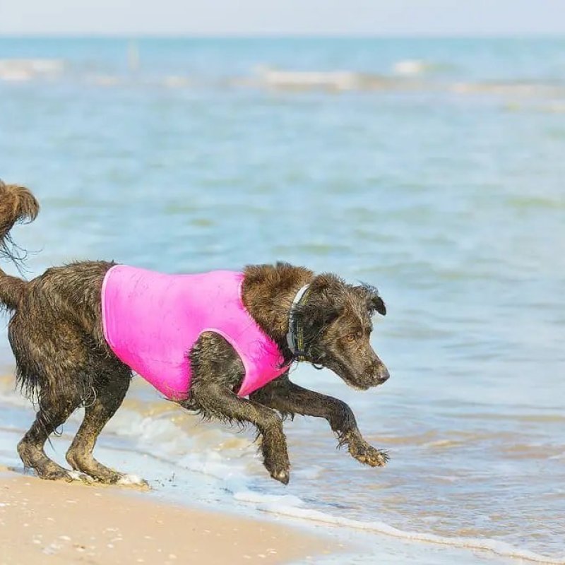 Axaeco Gilet All-Rounder per cane