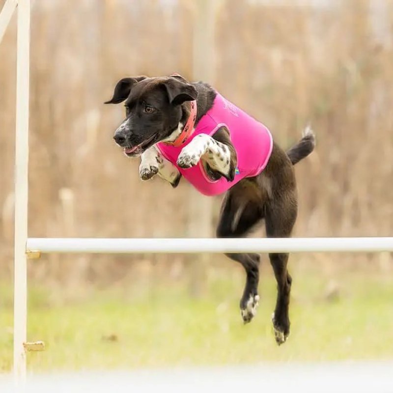 Axaeco Gilet All-Rounder per cane