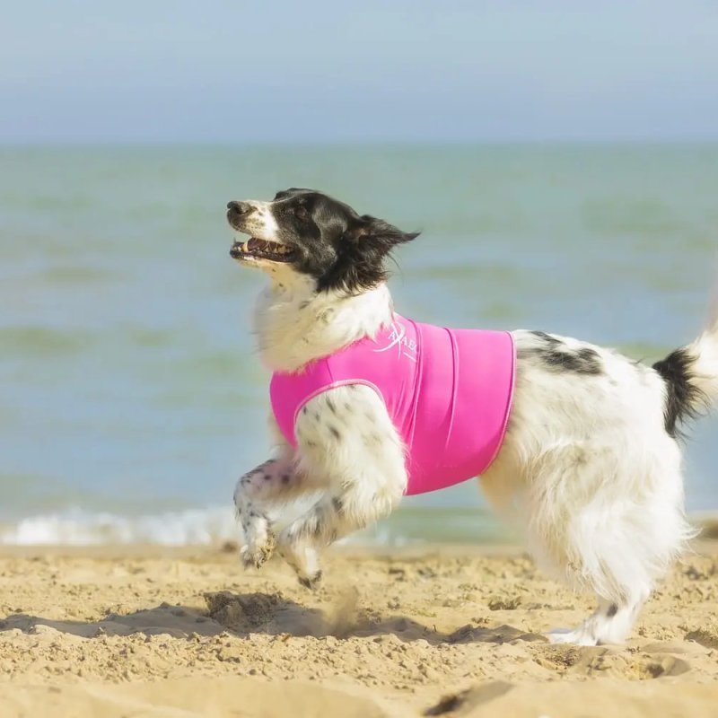 Axaeco Gilet All-Rounder per cane