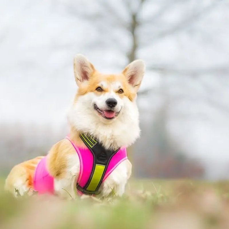 Axaeco Gilet All-Rounder per cane
