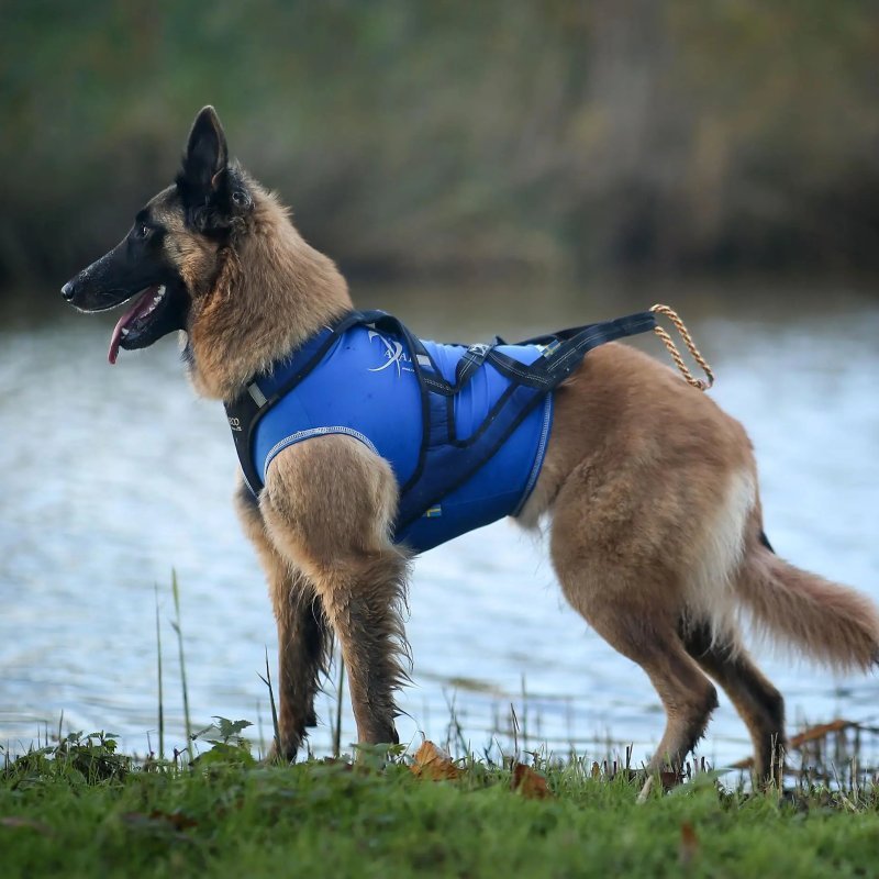 Axaeco Gilet All-Rounder Pro per cane